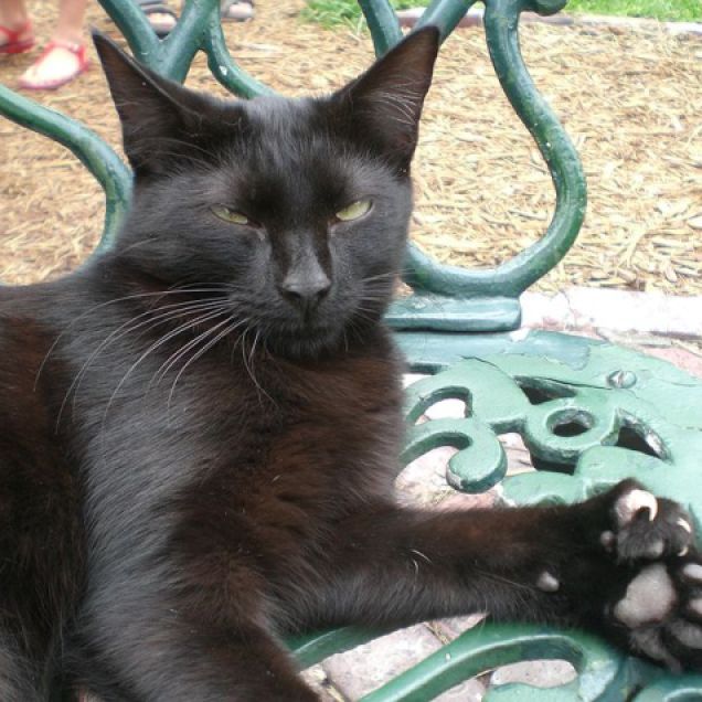 One of the polydactyl cats at the Ernest Hemingway House in Key West, Florida. This particular cat has 26 toes, two extra on each paw. (Wikipedia)