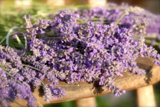 Lavendel2 002, Norfolk, Foto: Hanne Siebers