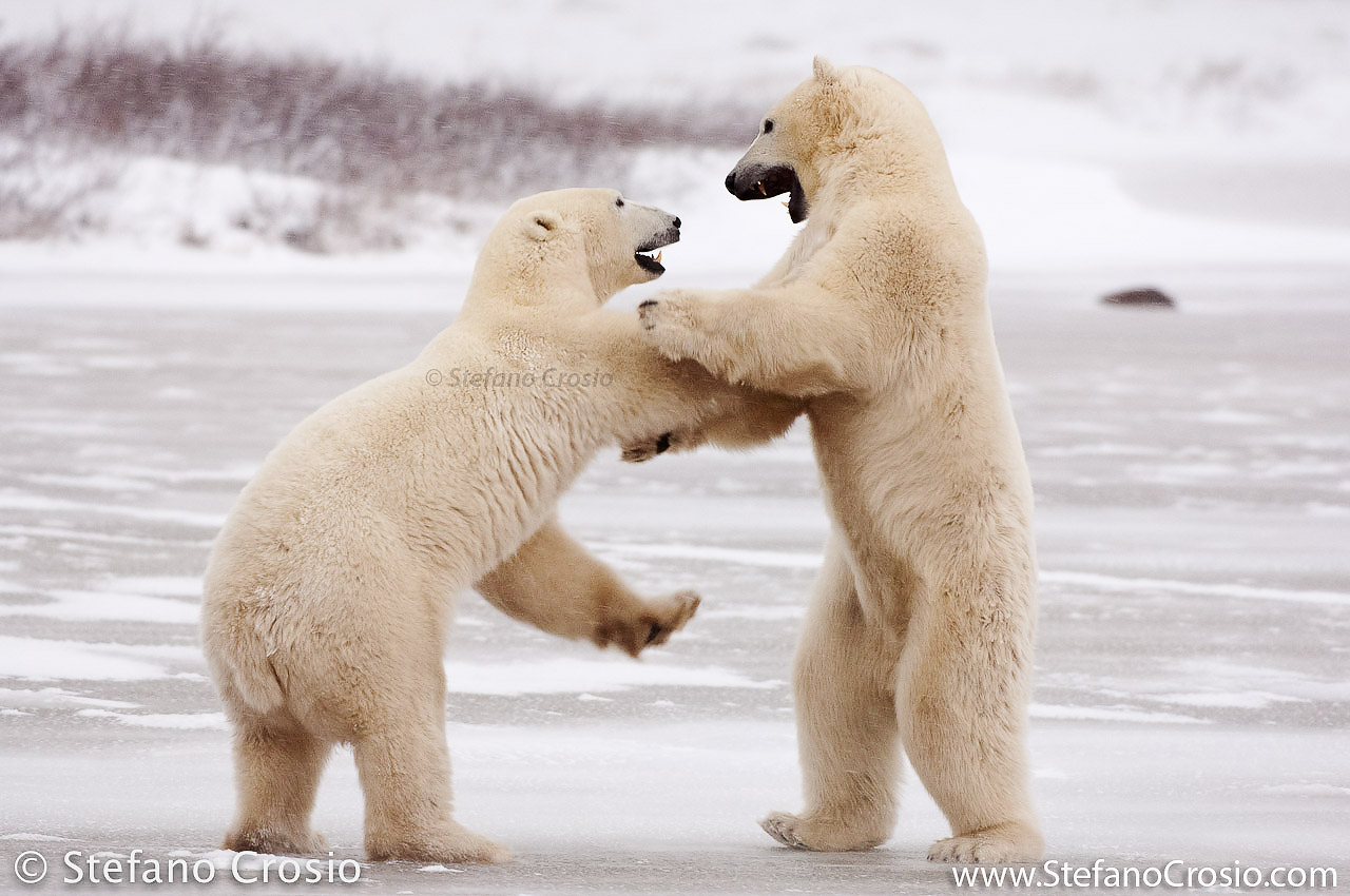 CANADA, Churchill (Hudson Bay) Polar bears (Ursus maritimus) play-fighting